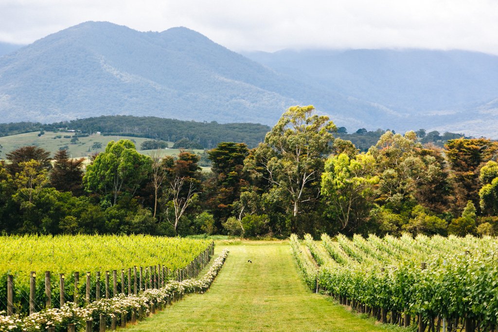 Yarra Valley Wine Tour: A Melbourne Must-Do | Frugal Frolicker
