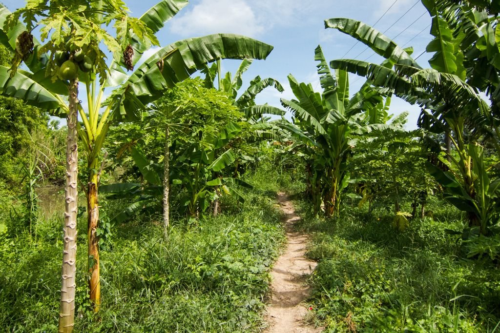 mekong delta on your own