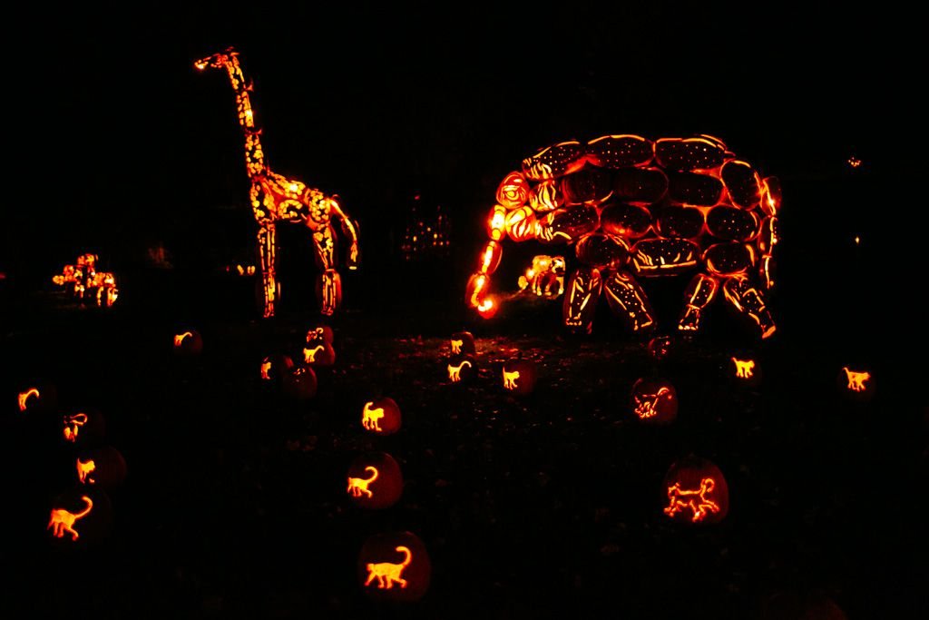 the great jack o lantern blaze