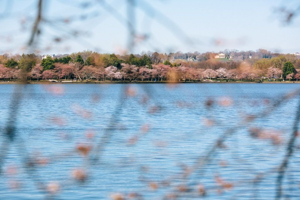 dc cherry blossoms