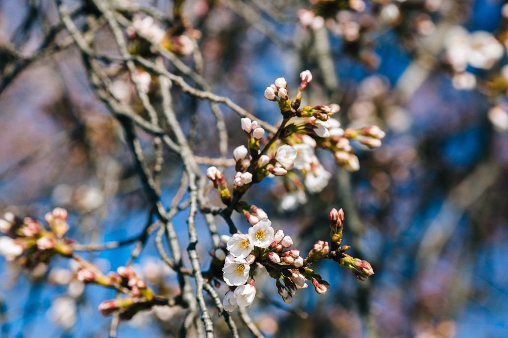 cherry blossoms in washington dc