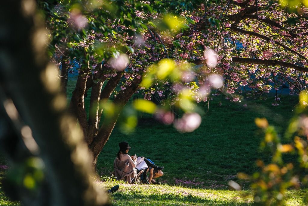 Central Park cherry blossoms