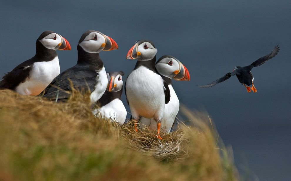 Puffins in Iceland