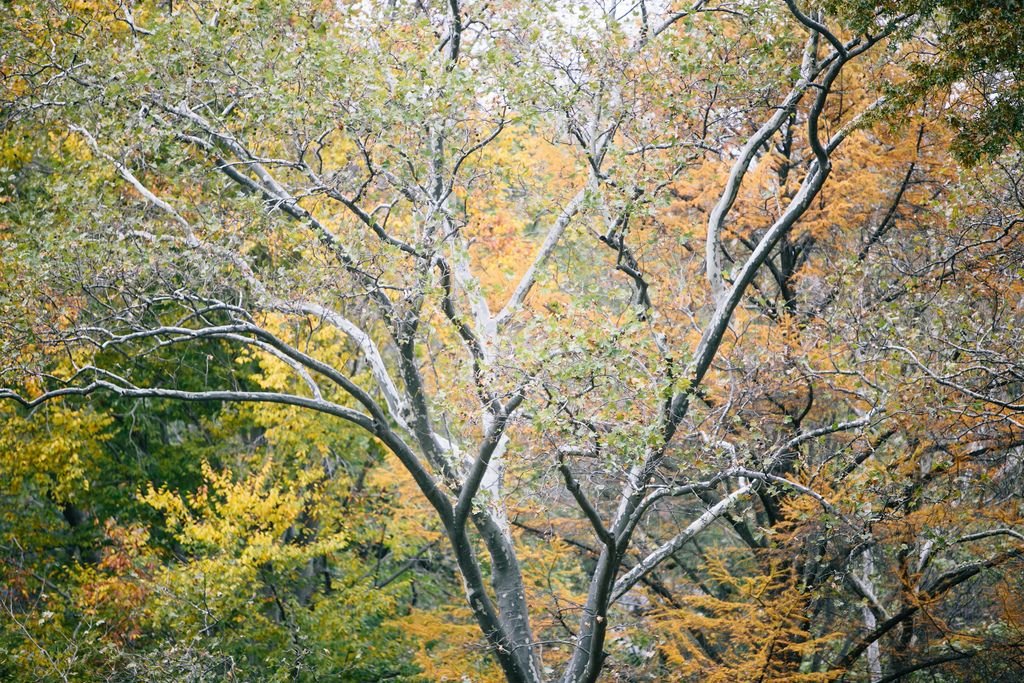 Central Park fall foliage