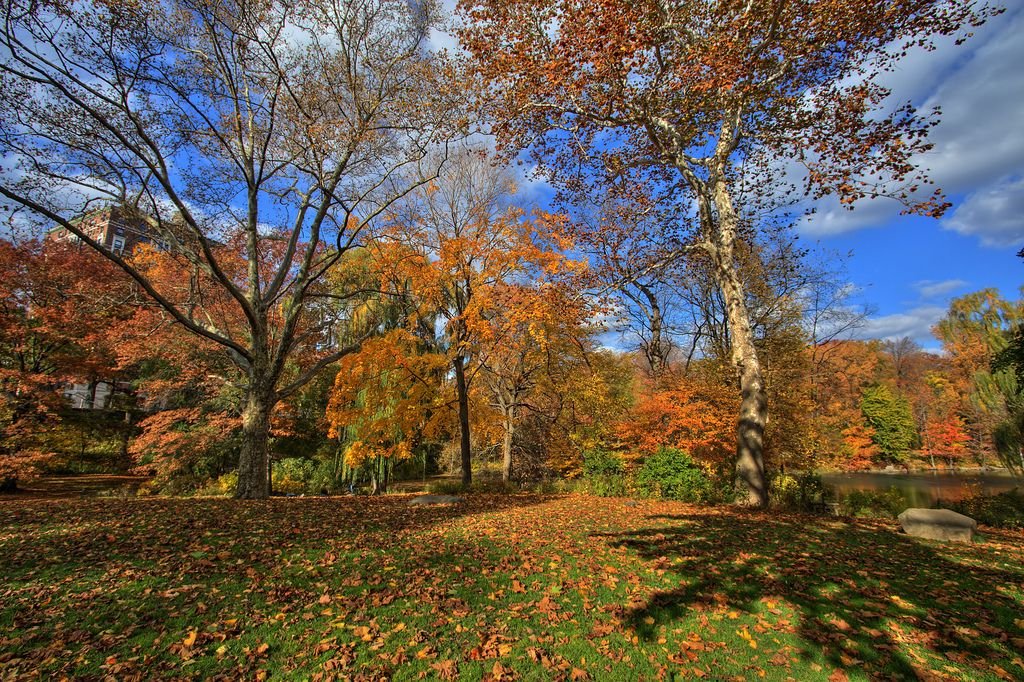 Central Park fall foliage