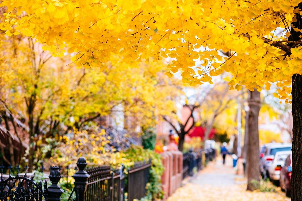 New York Fall Foliage