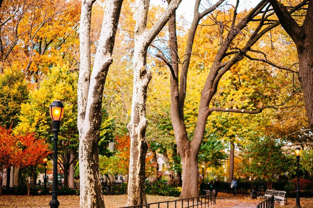 McGolrick Park fall foliage