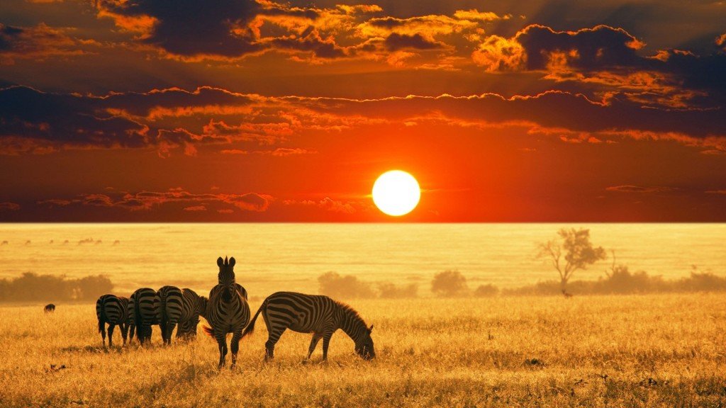 South African safari sunset