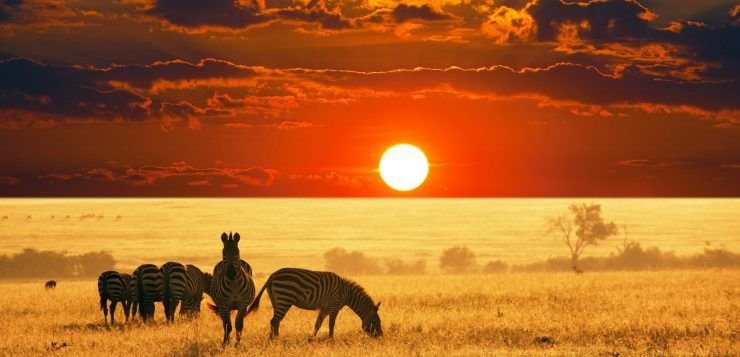 South African safari sunset