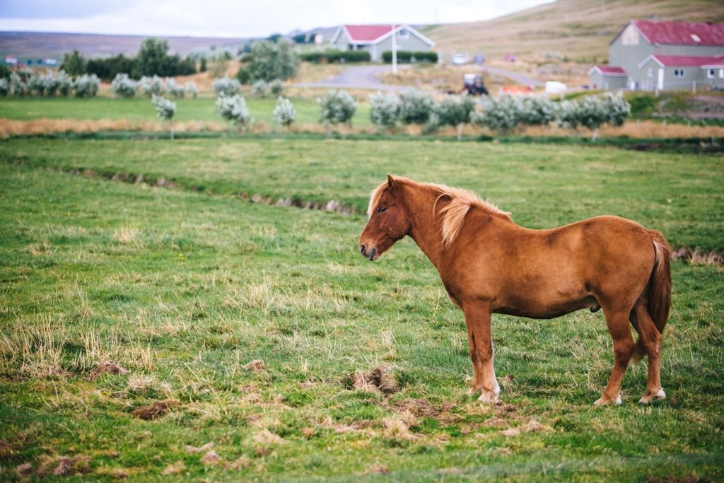 Iceland farm