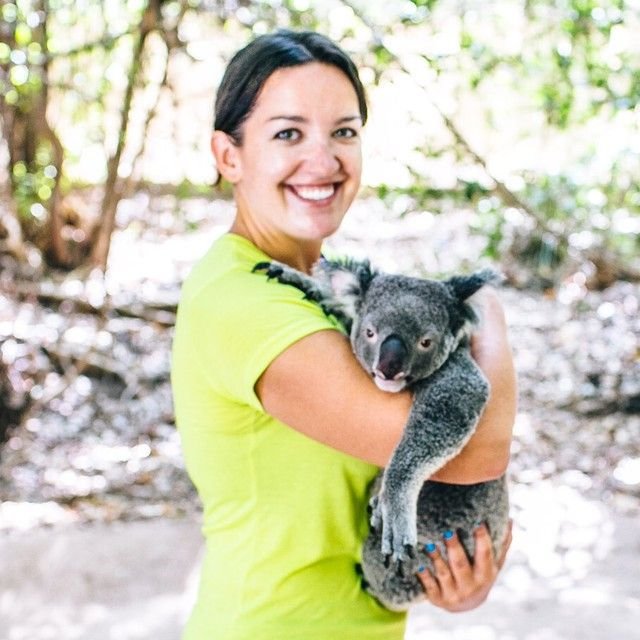 Magnetic Island koala