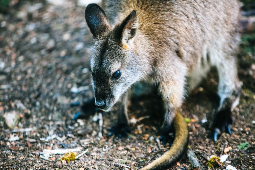 Pademelon on the Overland Track in Tasmania