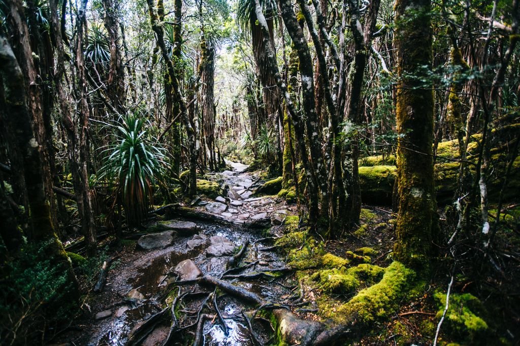 Mud on the Overland Track