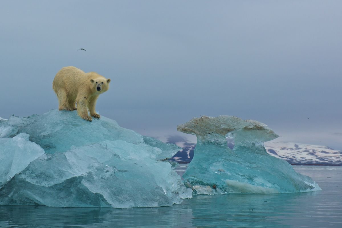 Polar Bears in Svalbard, Norway