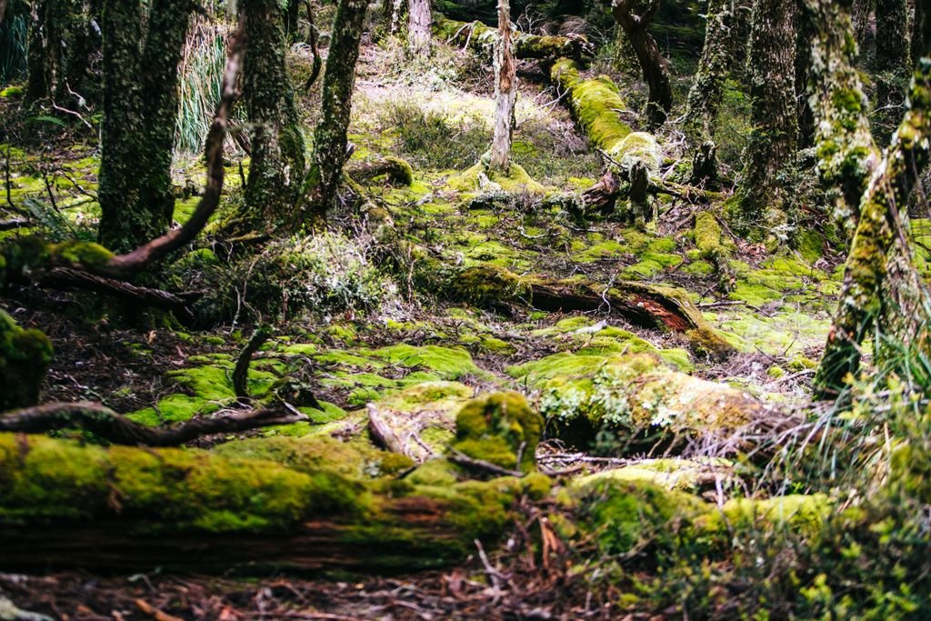 Overland Track in Tasmania