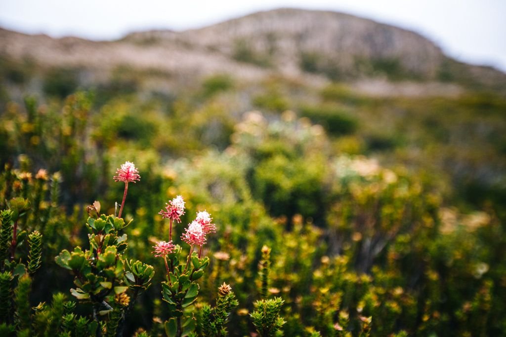 Overland Track, Tasmania