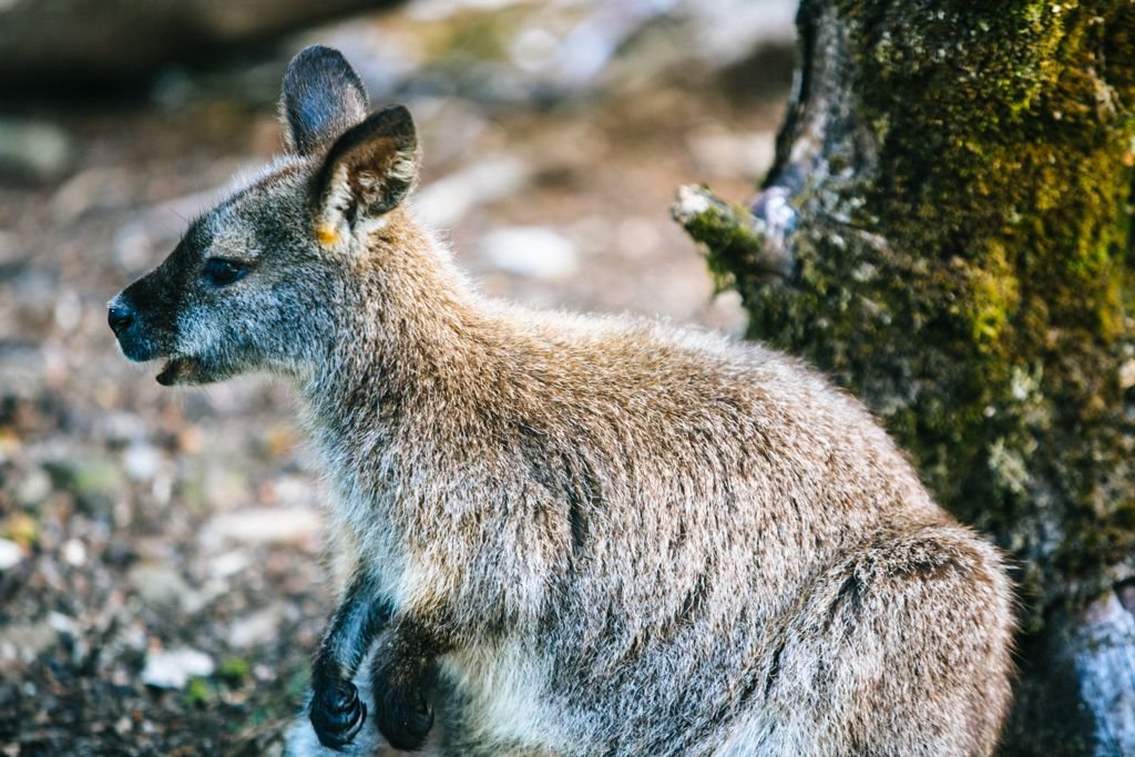 Overland Track wallaby