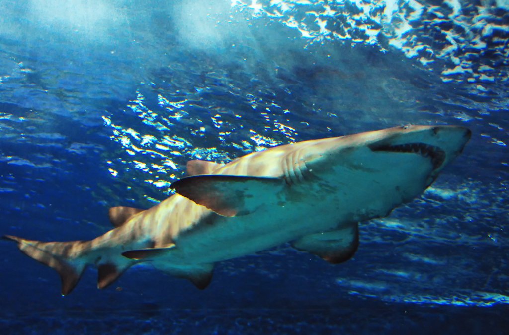 shanghai sharks