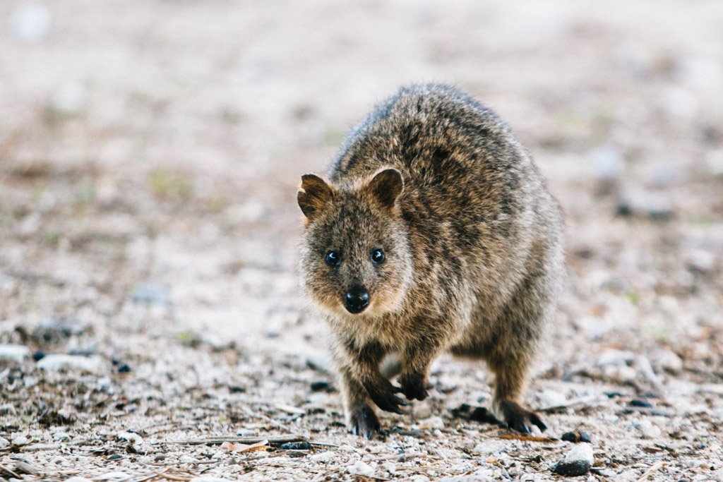 Rottnest island day trips