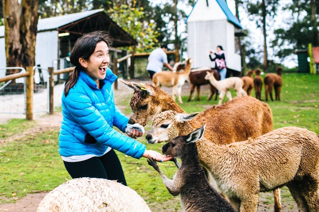 Pentland Alpaca Farm in Denmark, Australia