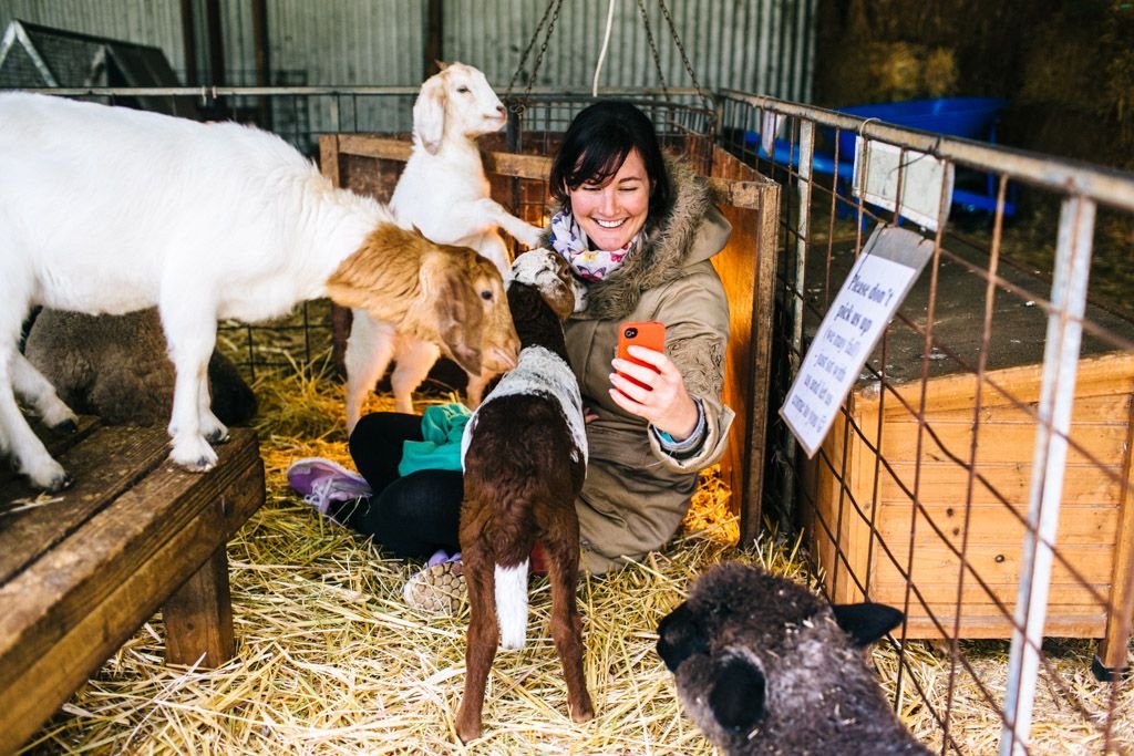 Pentland Alpaca Farm in Denmark, Australia