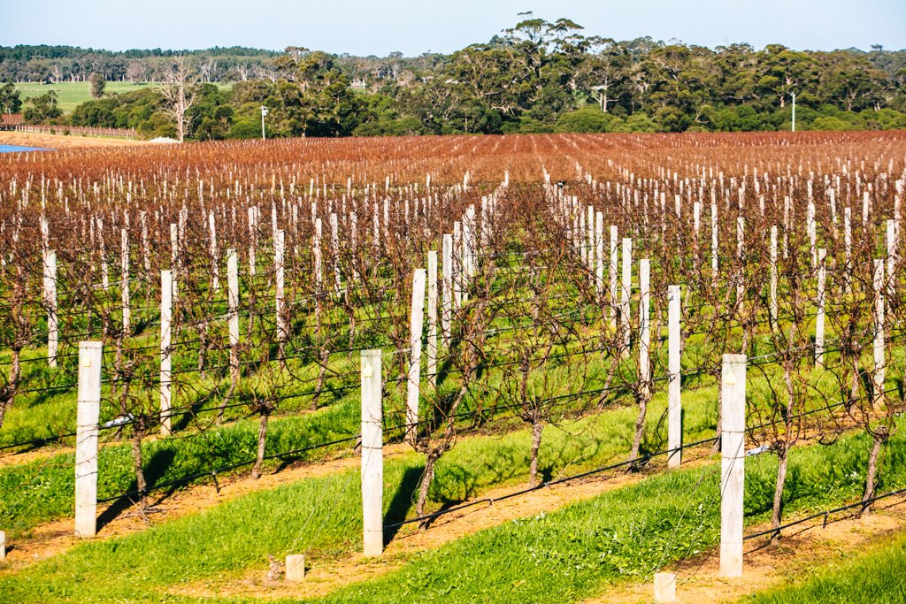 Margaret River vineyards