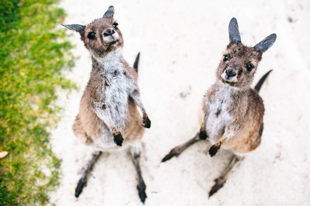 Denmark Animal Farm in Australia