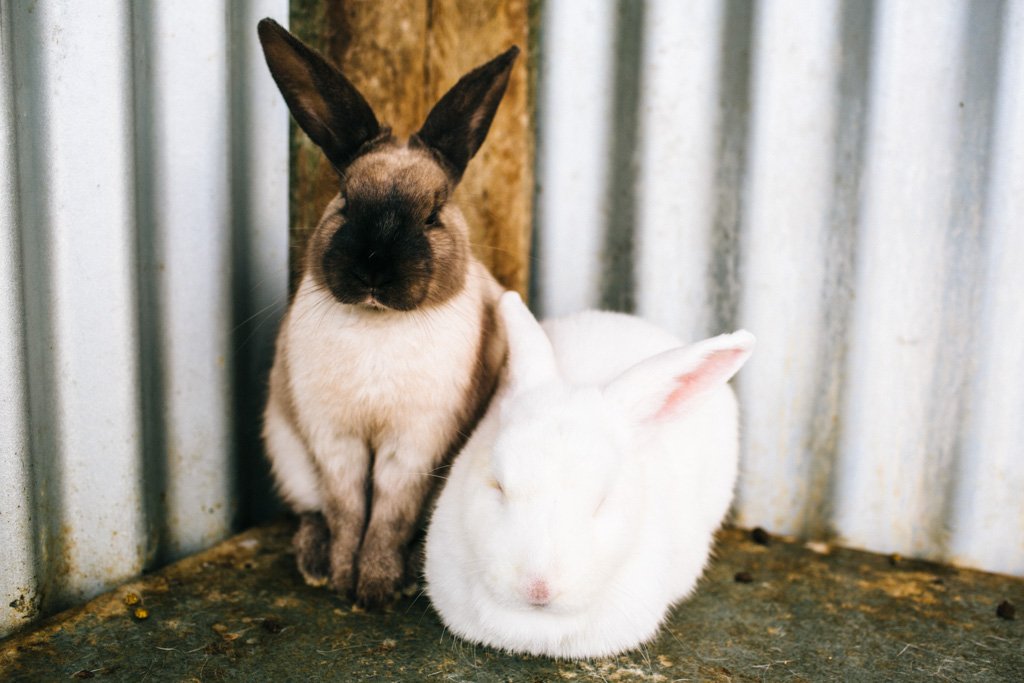 Denmark Animal Farm in Australia