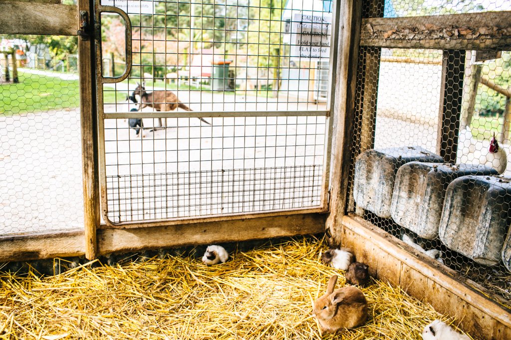 Denmark Animal Farm in Australia