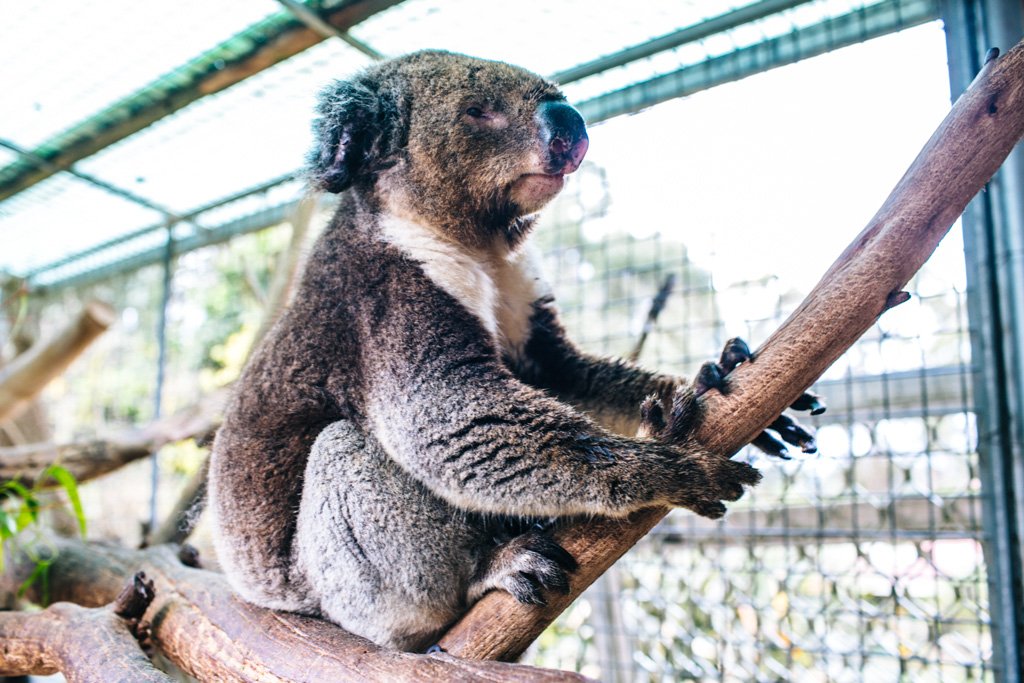 Denmark Animal Farm in Australia