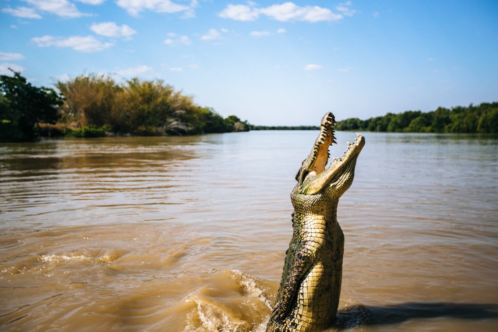 Crocodile in Darwin, Australia