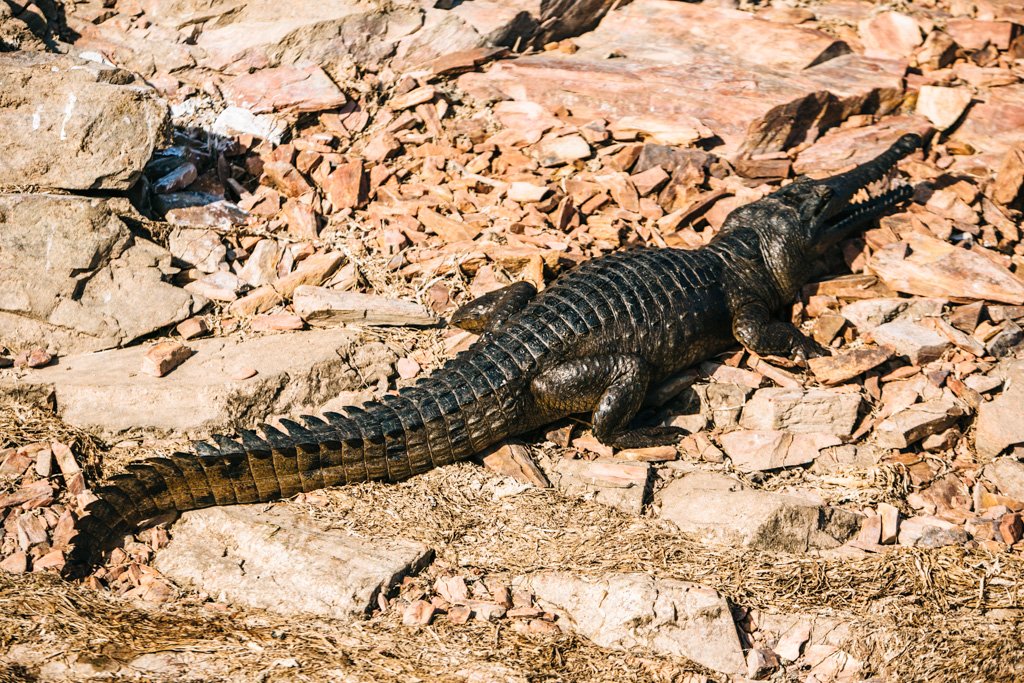 Crocodile at Lake Argyle