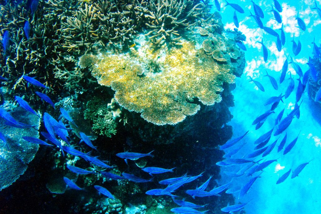 Great Barrier Reef, Lady Elliot Island