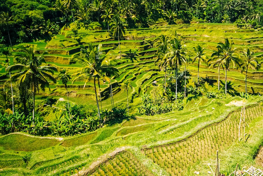 Rice terriaces in Ubud