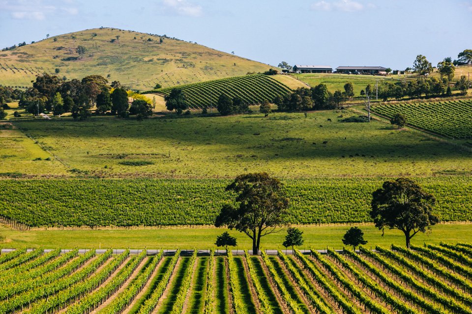 De Bertoli vineyard in Yarra Valley