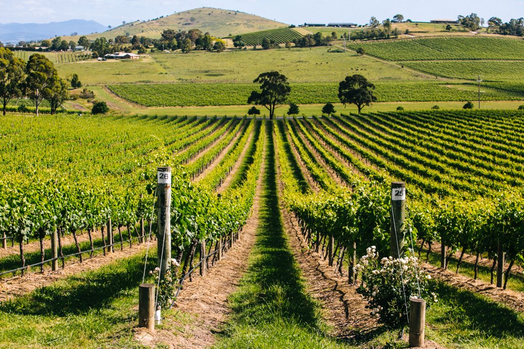 Yarra Valley vineyard
