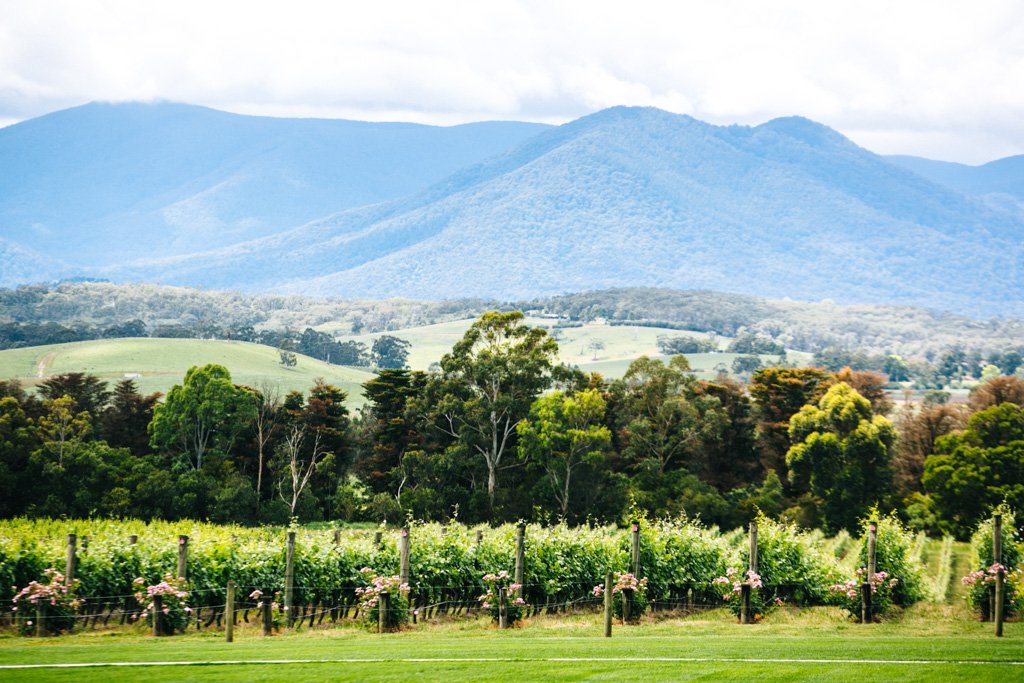 yarra valley wine tour chandon