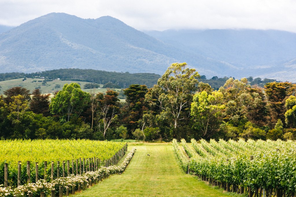 yarra valley wine tour voucher