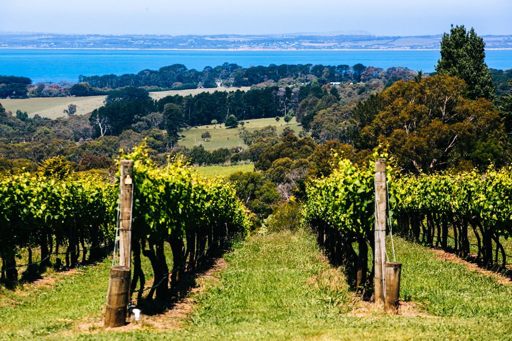 Mornington Peninsula vineyard