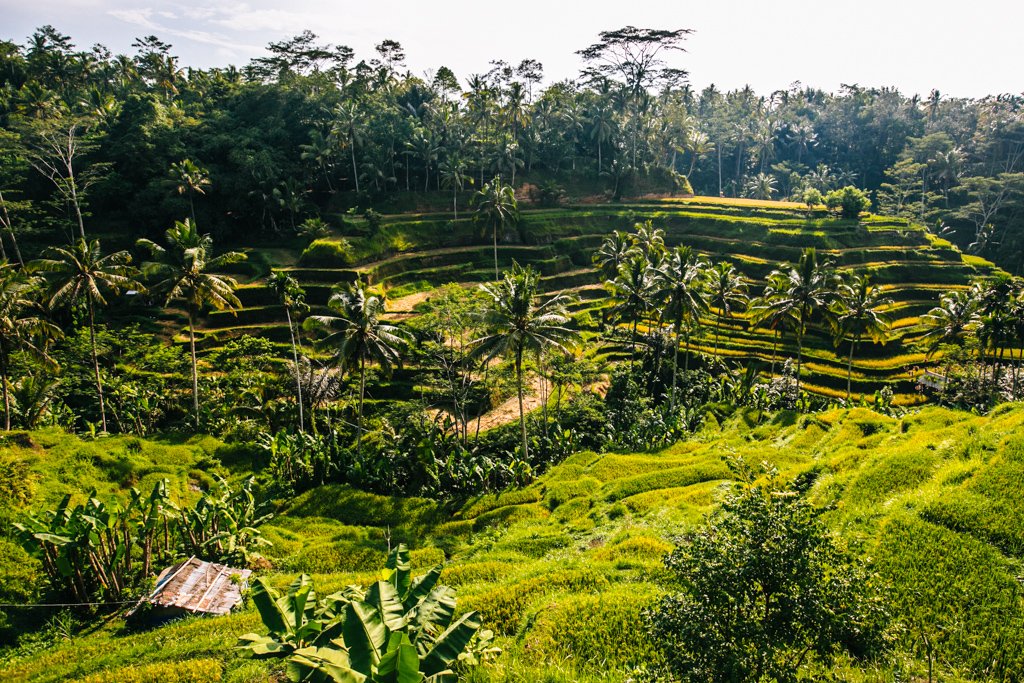 Tegallalang rice terraces in Bali