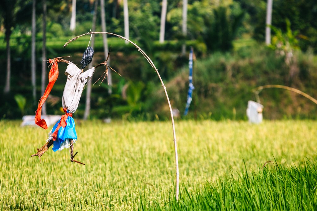 Bali rice fields
