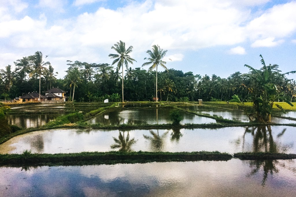 Bali rice fields