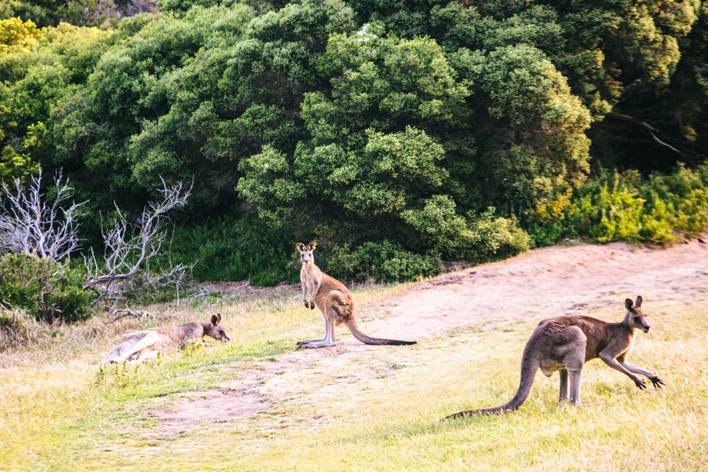 Kangaroos in Australia