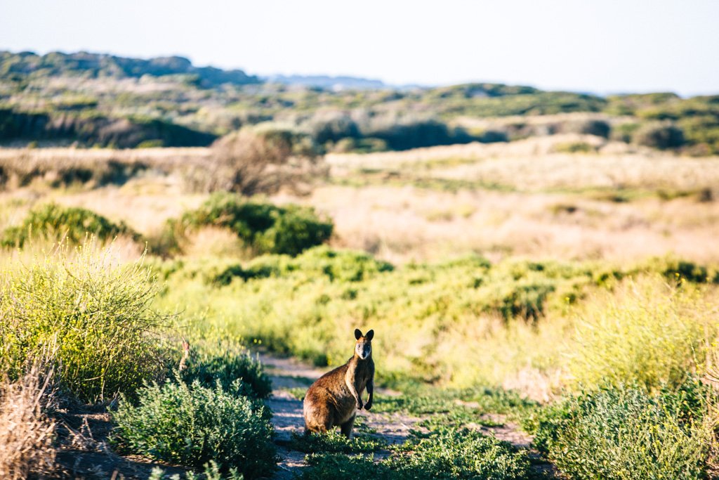 Kangaroo on Phillip Island