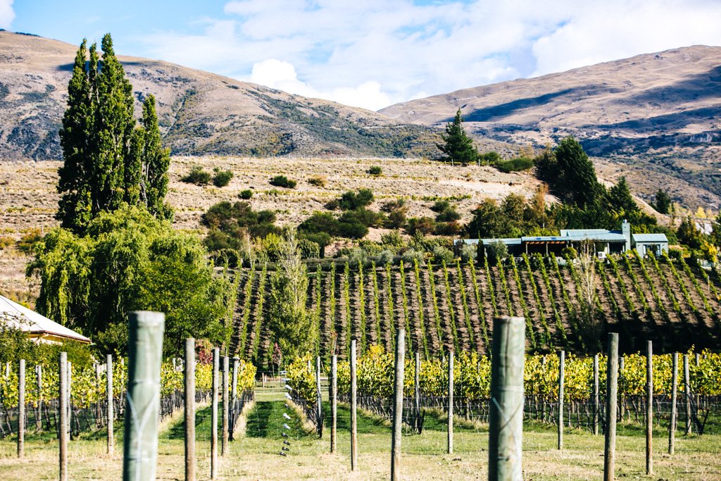 queenstown vineyard