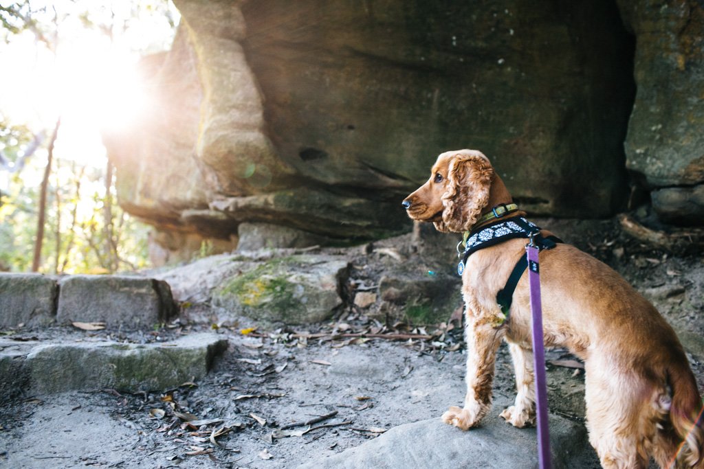 dog walking in Sydney