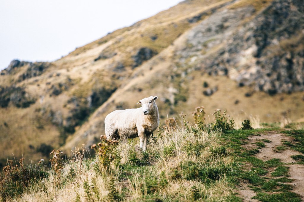 new zealand sheep