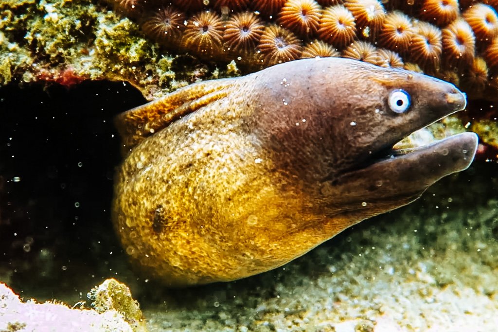 koh tao diving