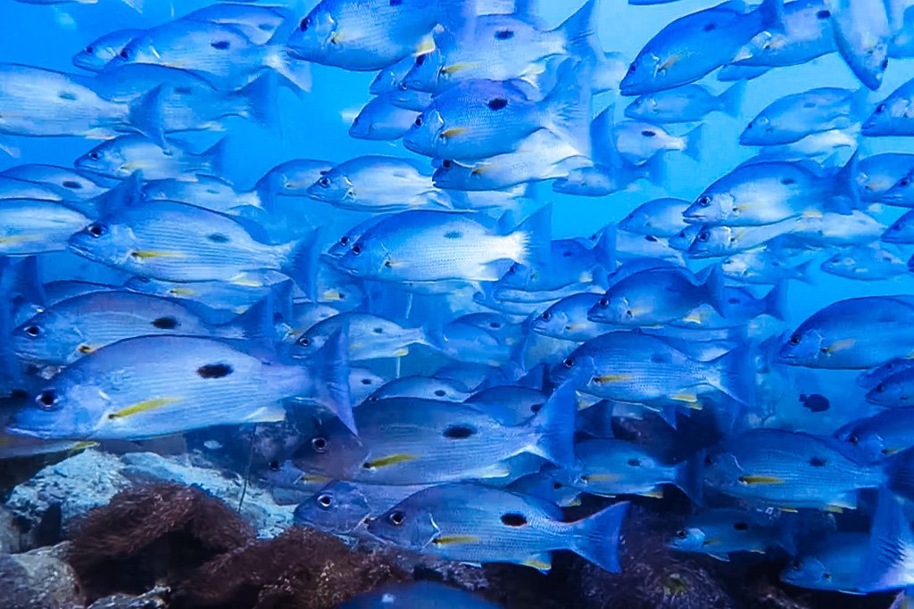 koh tao diving