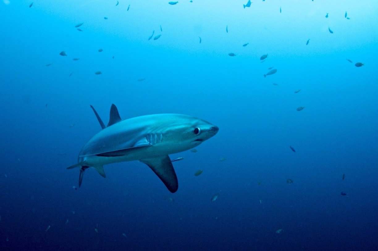 thresher shark in malapascua